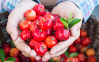 Como cultivar acerola em casa? Essa árvore frutífera pode ser plantada em um vaso!