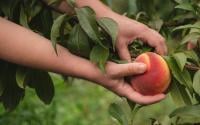 Como cultivar um pessegueiro em casa para que ele dê frutos o ano todo