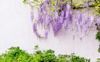 Chega de muro feio, com essas plantas, a frente da sua casa vai ficar mais linda do que nunca!