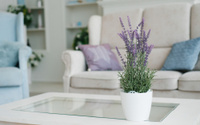 Lavanda em vaso: o que muitos jardineiros ignoram e bloqueia a floração, saiba como cuidar para um crescimento abundante