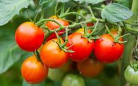 Poucas pessoas sabem, até 90% dos jardineiros erram: regar ou não regar os tomates após o plantio no solo?