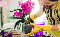 A sua orquídea vai viver mais de 10 anos seguindo os passos e dicas simples desses jardineiros