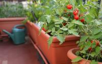 Como plantar tomate-cereja em vaso: confira 6 passos para cultivar o vegetal em casa e colher os frutos o ano inteiro