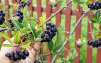 Ouro negro de vitaminas, fruta regula o açúcar no sangue e a pressão arterial