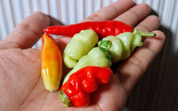 Pimenta não é tudo igual: essa dica de uma participante do MasterChef Brasil deixou minhas receitas mais saborosas (a certa faz toda a diferença!)