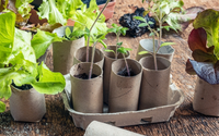 Jardineiro fica nervoso ao tentar usar rolos de papel higiênico para plantar mudas: "Sou muito novo em jardinagem, então não tinha certeza de quais fungos são prejudiciais"