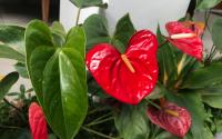 Os melhores lugares da casa para colocar o seu vaso de antúrio e como cuidar da plantinha em forma de coração e com folhas brilhantes