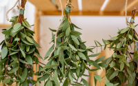 Planta no banheiro tem inúmeros benefícios além de decoração, mas existe uma especial que é a melhor de todas!