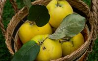 Maçã dourada dos gregos: fruta pouco conhecida é uma grande aliada da saúde digestiva e rica propriedades antioxidantes