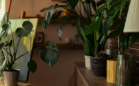 Essas são as melhores plantas para ter em casa se você tem preguiça de cuidar delas