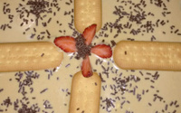 Torta de amendoim