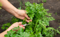 Poucas pessoas sabem, mas a salsinha é uma das ervas culinárias mais fáceis de serem plantadas em casa