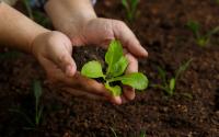 Nem café, nem casca de ovo: esse fertilizante caseiro é o "ouro verde" da jardinagem, faz até as plantas mais fracas crescerem!
