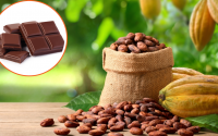 Mars se une a cientistas para que o chocolate não acabe até 2050: como a dona do Twix e Snickers pode evitar o fim do cacau no mundo