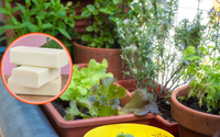 É por isso que os jardineiros colocam pedaços de sabão nas plantas: resolve muitos problemas sem veneno!