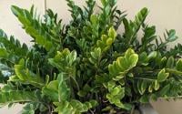 É assim que os japoneses regam as suas zamioculcas: depois de alguns dias, a sua planta estará forte e bem verdinha
