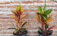 Jardim colorido: conheça 10 espécies de plantas sem folhas verdes para cultivar em casa