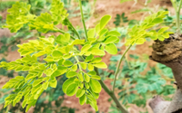 Planta pouco conhecida no Brasil é a escolha ideal para desintoxicar o fígado e o intestino
