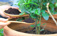 Essas são as plantas que mais gostam de borra de café: crescem rápido, ficam mais fortes e bonitas