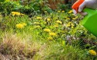 As soluções mais baratas e fáceis de lidar com ervas daninhas em jardins (com estratégias simples para evitá-las!)