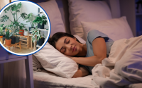 Agora eu durmo como um bebê: passei a cultivar plantas calmantes em casa e minhas noites de sono melhoraram
