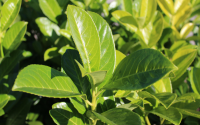Tempera, ajuda na digestão e ainda atrai prosperidade: aprenda a plantar louro em casa para usufruir de todos os benefícios da erva aromática