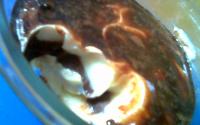Bombom torta de limão