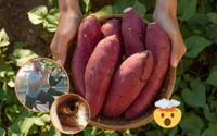 Benefícios da batata-doce: alimento fit gera saciedade, diminui colesterol, protege os olhos e muito mais!