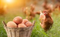 A empresa italiana que está revolucionando a produção de ovos ao devolver as galinhas à floresta