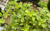 É assim que eu sempre tenho orégano fresco em casa: truques simples que fazem a planta crescer muito