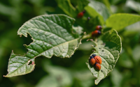 O melhor truque de jardinagem para garantir que as pragas fiquem longe das suas plantas