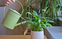 Nem precisa de sol: 7 plantas de sombra perfeitas para ter dentro de casa