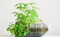 É muito fácil plantar hortelã em casa: aprenda como cultivar em uma garrafa pet e tenha sempre essa folha que garante aroma fresco e sabor marcante às receitas