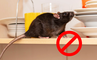Nunca mais tive problemas com ratos na minha casa depois que passei a afastá-los assim, sem venenos!