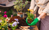 Essas são as 11 plantas que dão flores: nada de esperar até a primavera todos os anos para o jardim ficar colorido por mais tempo