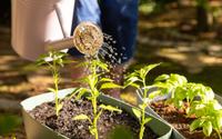 Qual é o melhor horário para regar as plantas e por que não é à noite?