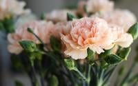 Como plantar cravo em casa: 5 passos importantes para cultivar a planta e garantir flores bonitas e cheirosas