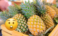 Sua vida foi uma mentira: o abacaxi é formado por até 200 frutas e isso explica o sabor azedo