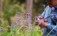 Jardineiros experientes adoram essas plantas: elas não precisam de água, mas florescem muito