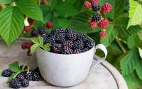 Amora está cara? Aprenda como cultivar em casa e sempre ter essa frutinha a disposição