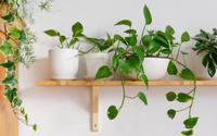 Tenha uma linda planta ornamental sem gastar nada: você só precisa de um pedacinho disso que tem na geladeira ou na fruteira