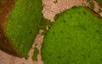 Bolo de agrião