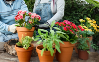 Sua casa florida em pouco tempo: 7 tipos de flores que crescem rápido