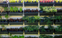 Horta vertical: Como fazer uma hortinha natural na sua cozinha e ter mais frescor na comida?