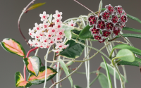 Nem zamioculca, nem lavanda, nem jasmim: essa planta cheia de cores e perfume vai dar um toque especial para a sua casa