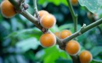 Fruta esquecida por muitos tem 10 vezes mais vitamina C que a laranja e outros benefícios