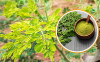 Conheça a moringa, planta poderosa que protege o fígado, imunidade e intestino