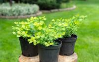 Poucos jardineiros sabem: truque simples transforma vasos de plástico velhos em algo genial para o quintal
