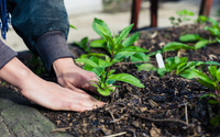 Não tem clima ruim para essas plantas: 7 opções que resistem bem ao calor e ao frio
