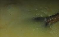 Polenta doce